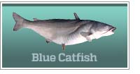 Blue catfish