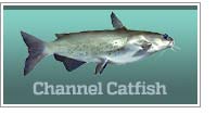 Channel catfish