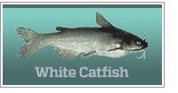 White catfish