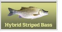 Hybrid Striped Bass