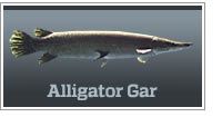 Alligator gar