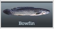 Bowfin