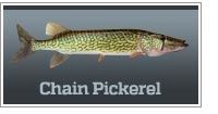 Chain pickerel