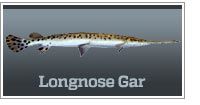 Longnose gar