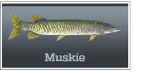 Muskie