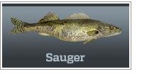 Sauger