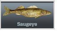 Saugeye