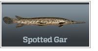 Spotted gar