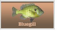 Bluegill