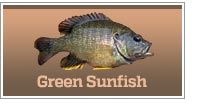 Green Sunfish