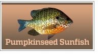 Pumpkinseed