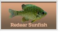 Redear Sunfish