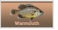 Warmouth Sunfish