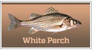 White Perch