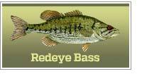 Redeye bass
