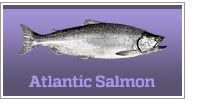 Atlantic salmon