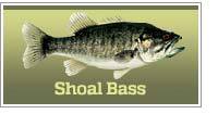 Shoal bass