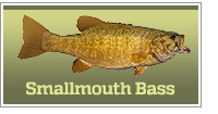 Smallmouth bass