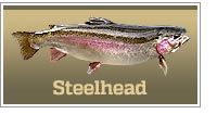 Steelhead