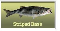 Striped bass