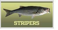 Striped bass fishing