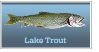 Lake trout