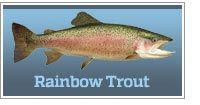 Rainbow Trout