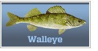 Walleye