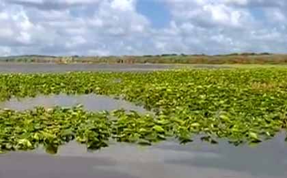 Lochloosa Lake, Florida