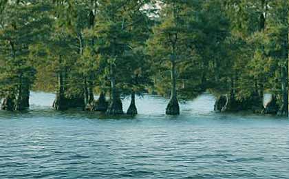 Reelfoot Lake, Tennessee